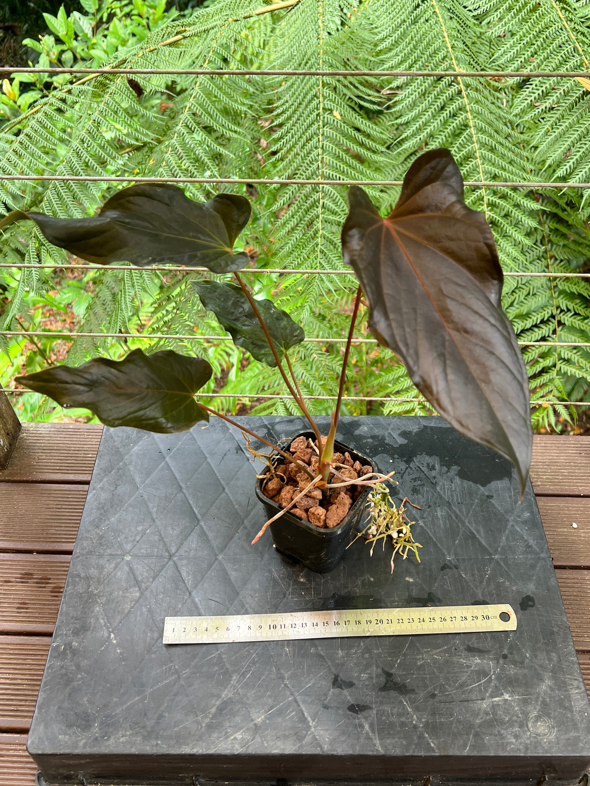 Anthurium Travesty Clone - Cutting Grown Large