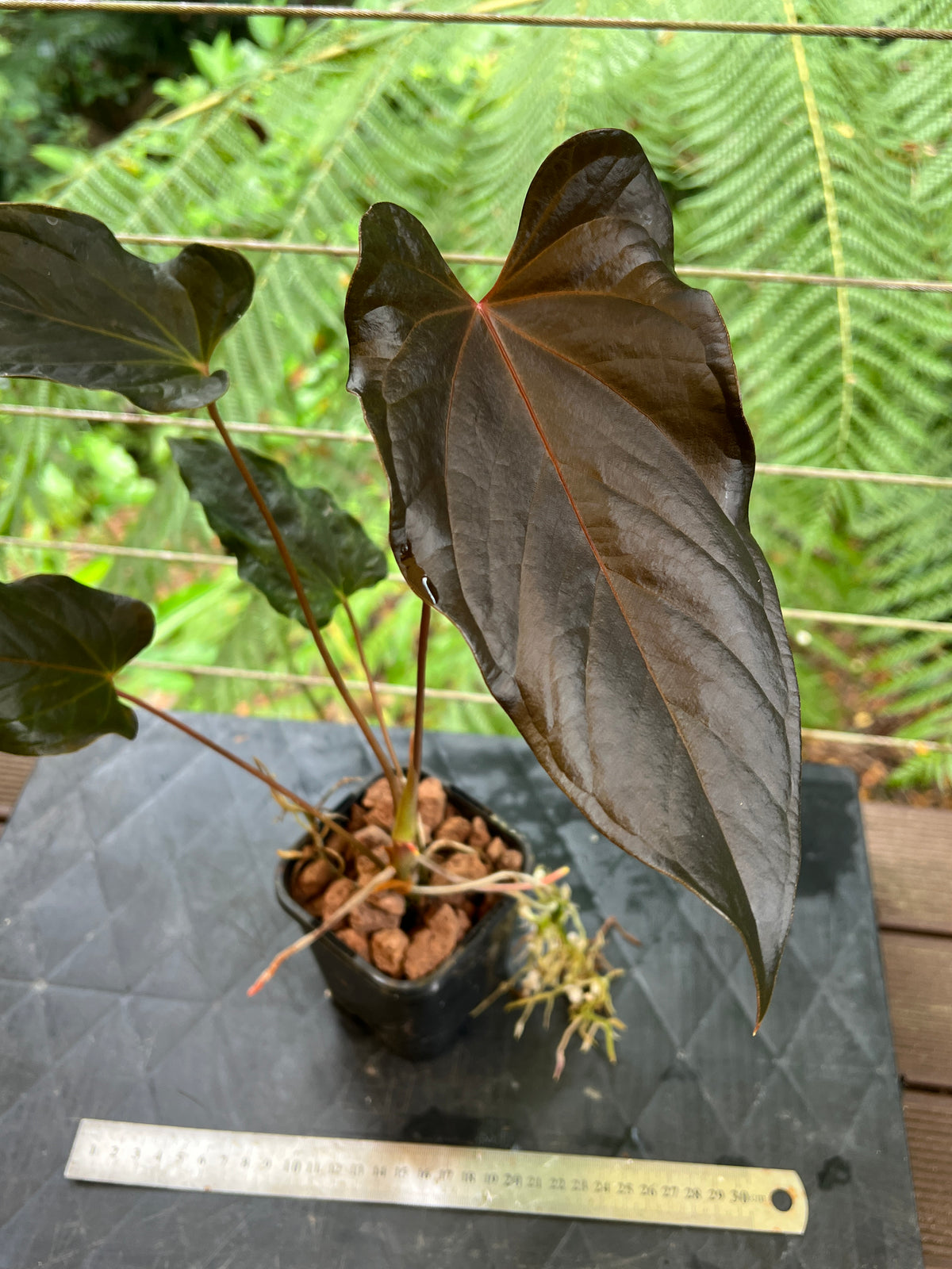 Anthurium Travesty Clone - Cutting Grown Large