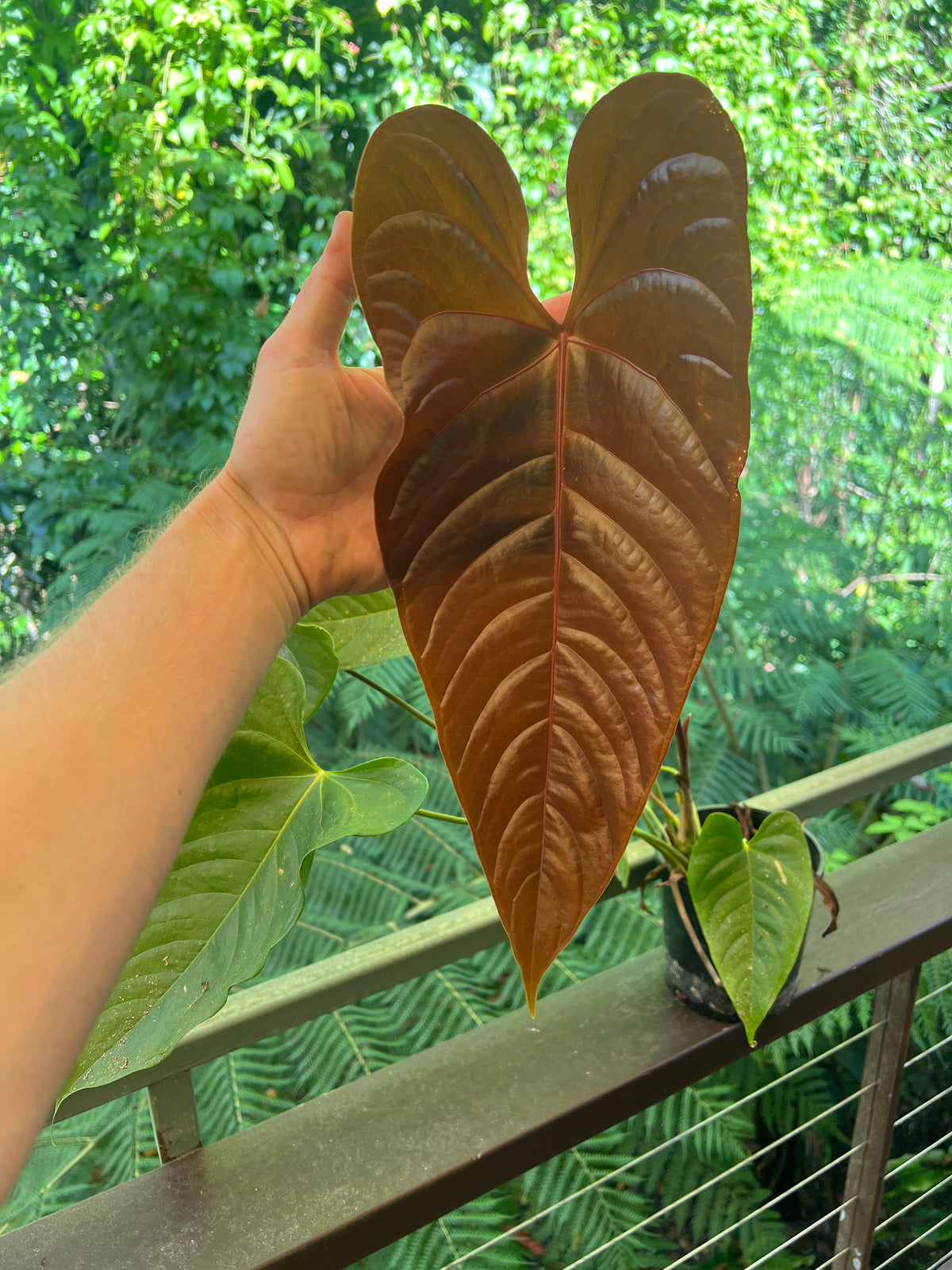Anthurium Veitchii x Moody (moodeanum ) Large !
