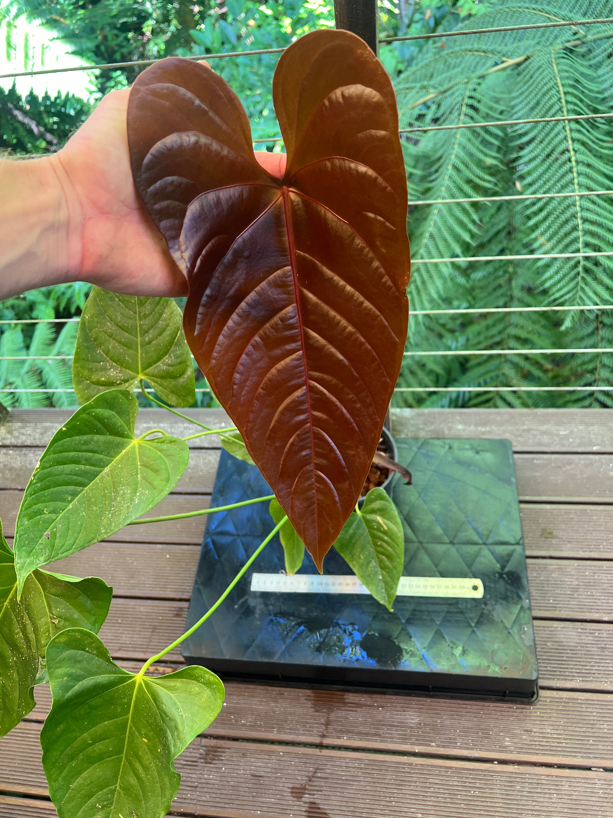 Anthurium Veitchii x Moody (moodeanum ) Large !