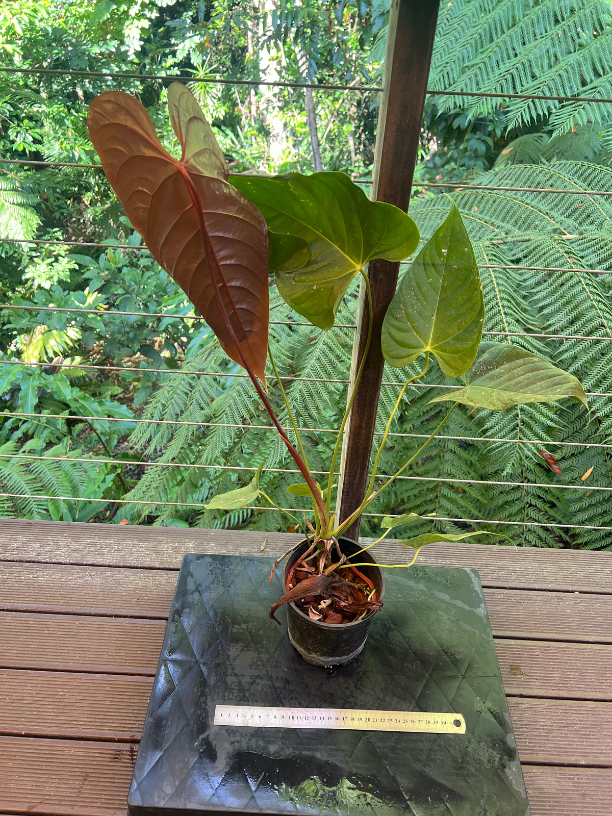 Anthurium Veitchii x Moody (moodeanum ) Large !