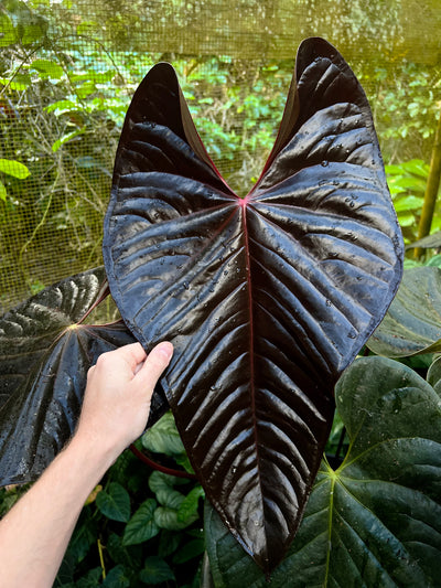 Anthurium veitchii x dark hybrid x4 Seeds