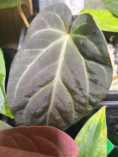 Anthurium Mag x Moody #2 x Bench Seeds x4 Pack