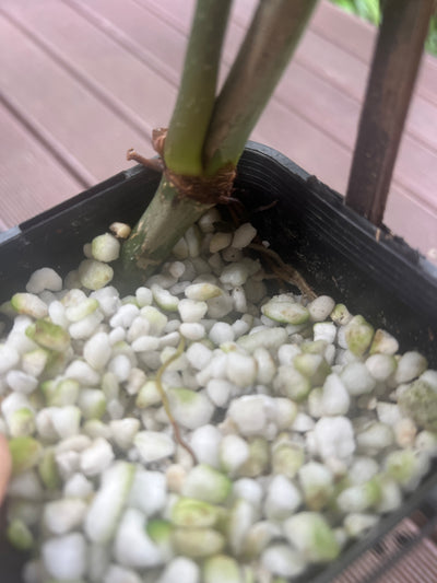 Philodendron Zeus
