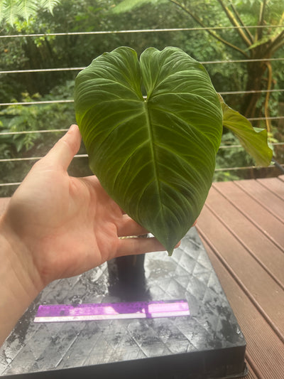 Philodendron Zeus