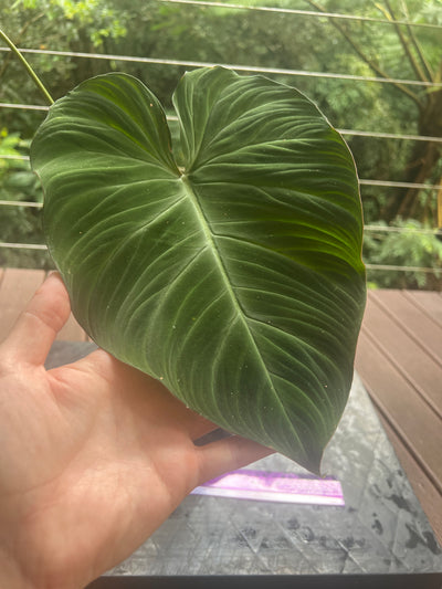 Philodendron Zeus