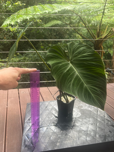Philodendron Zeus