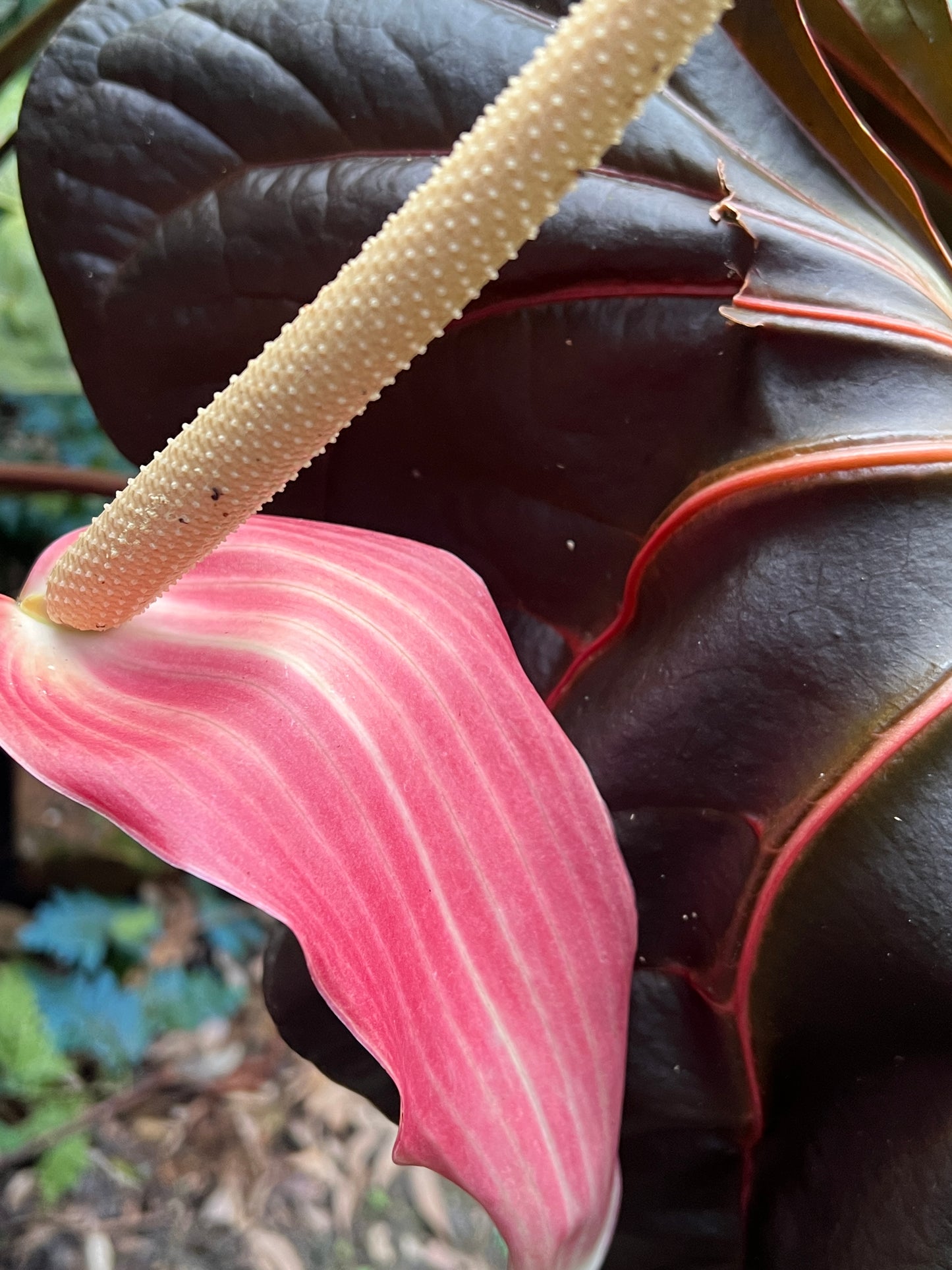 Anthurium Red Vein Magnificent Beauty