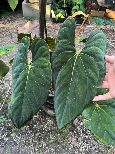 Anthurium Dark Dingo x pxd (JS s1) - Pack 3 Seeds