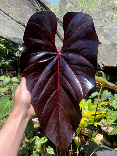 Anthurium Dark and Glossy Clone