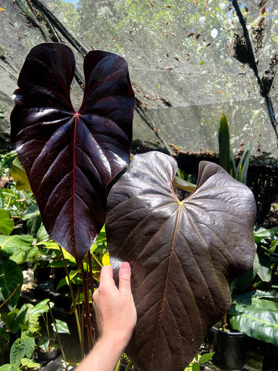 Anthurium Dark and Glossy Clone