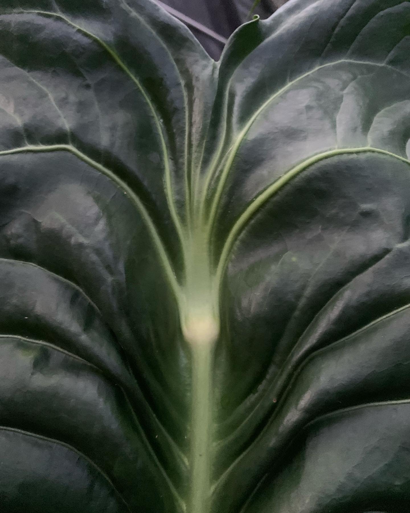 Anthurium Seed Pack Veitchii Lumpy Hybrid x Self  x5+ Seeds