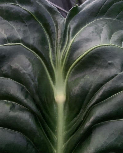 Anthurium Seed Pack Veitchii Lumpy Hybrid x Self  x5+ Seeds