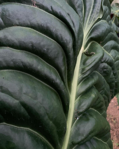 Anthurium Seed Pack Veitchii Lumpy Hybrid x Self  x5+ Seeds