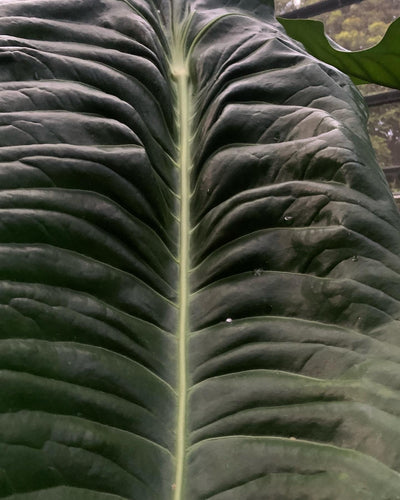 Anthurium Seed Pack Veitchii Lumpy Hybrid x Self  x5+ Seeds