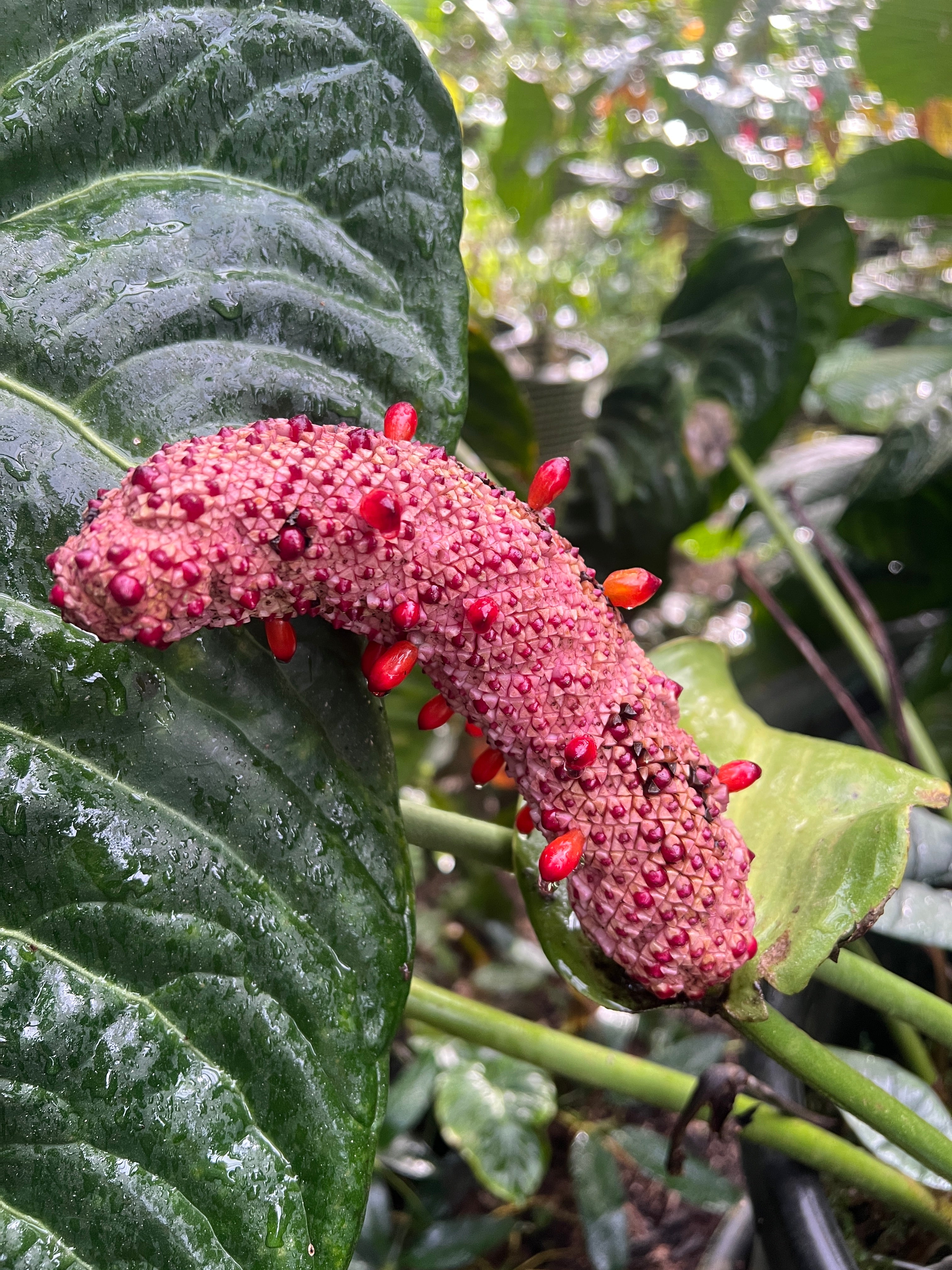 Anthurium Seed Pack Veitchii Lumpy Hybrid x Self x5+ Seeds – Decoflora