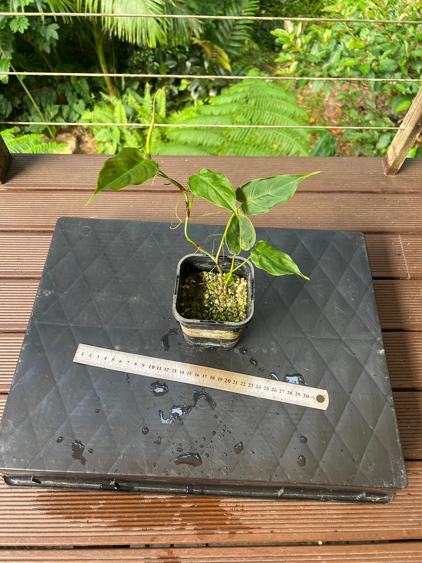 Philodendron Magic Sharon - majestic x sharoniae Cuttng Grown