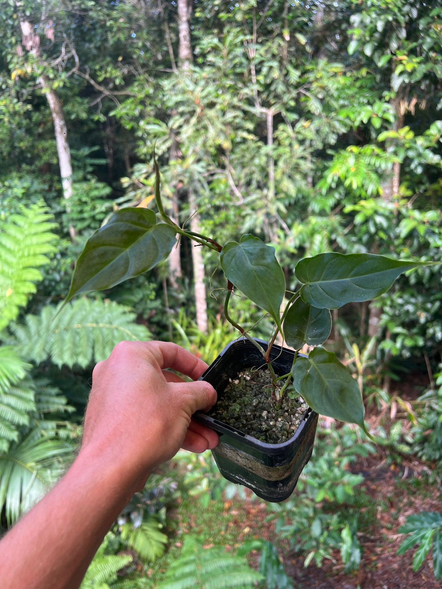 Philodendron Magic Sharon - majestic x sharoniae Cuttng Grown
