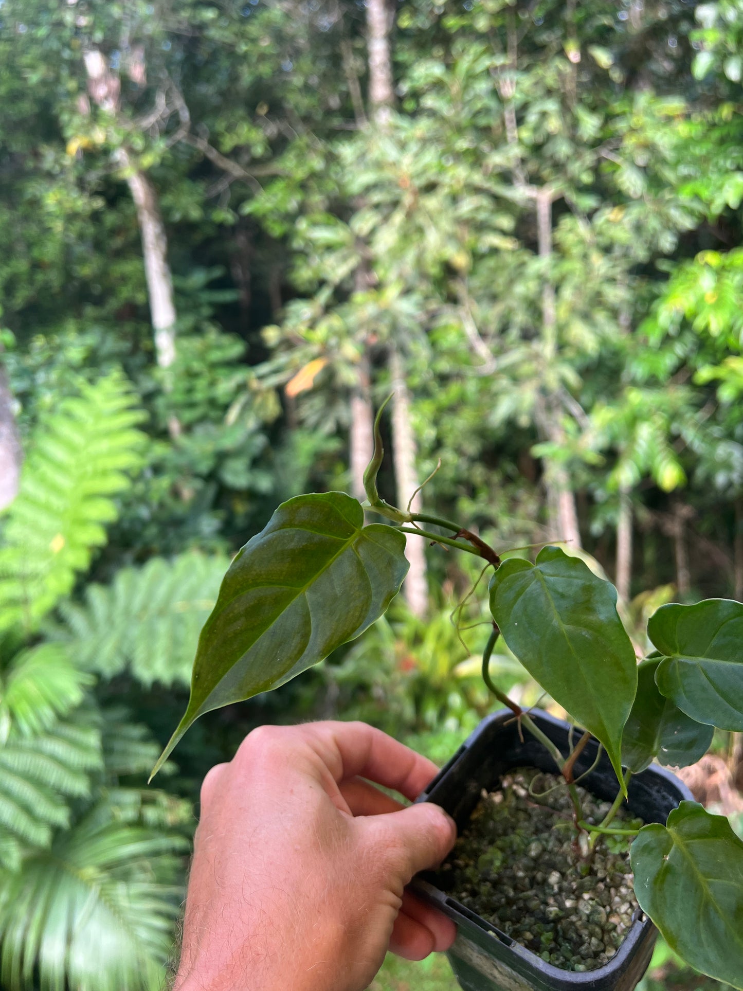 Philodendron Magic Sharon - majestic x sharoniae Cuttng Grown