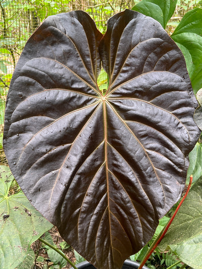Anthurium Mag x Moody #2 x Bench Seeds x4 Pack