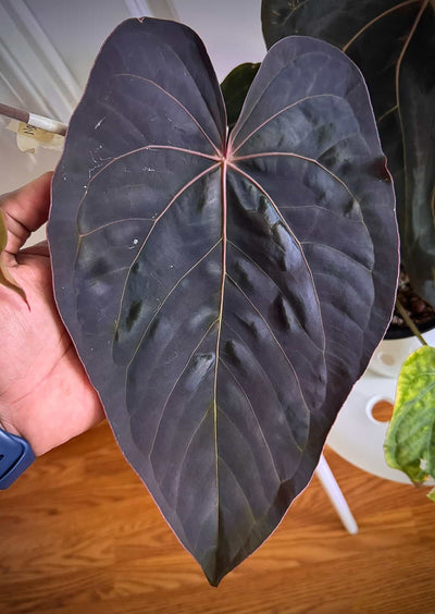 Anthurium Brielle-Zara x Panama 2.0 - Pack 3 Seedlings