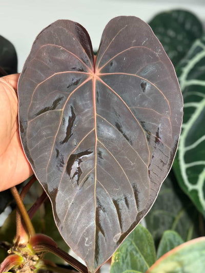 Anthurium Brielle-Zara x Panama 2.0 - Pack 3 Seedlings