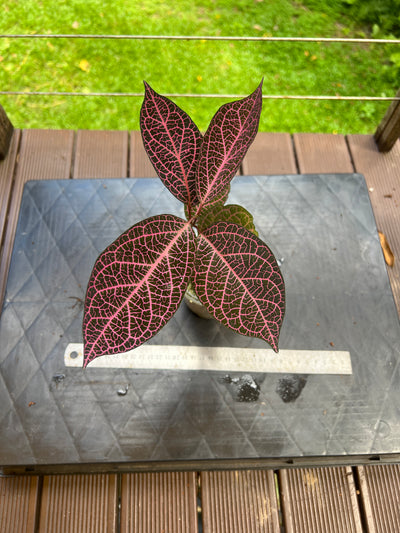 Pink Prestonia Noid ( quinquangularis )