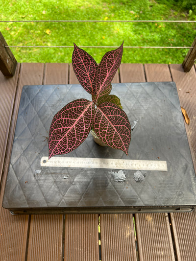 Pink Prestonia Noid ( quinquangularis )