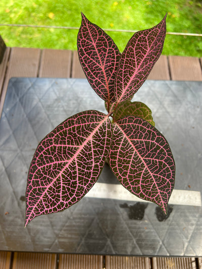 Pink Prestonia Noid ( quinquangularis )