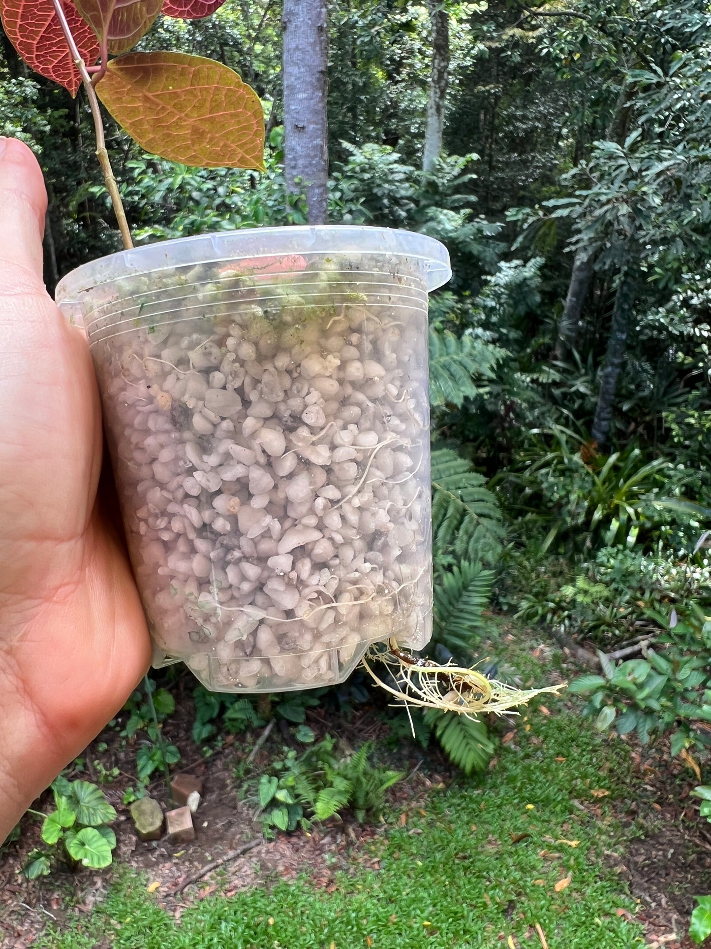 Pink Prestonia Noid ( quinquangularis )