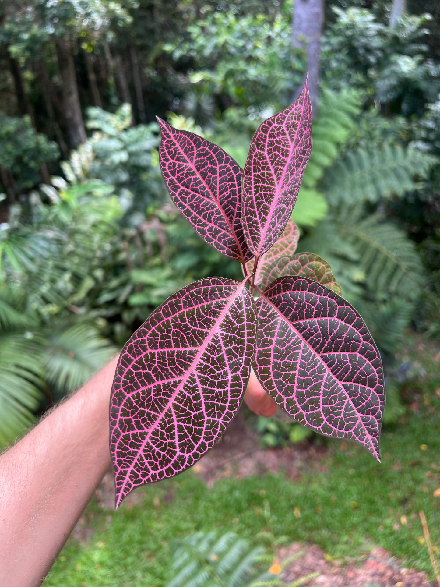 Pink Prestonia Noid ( quinquangularis )