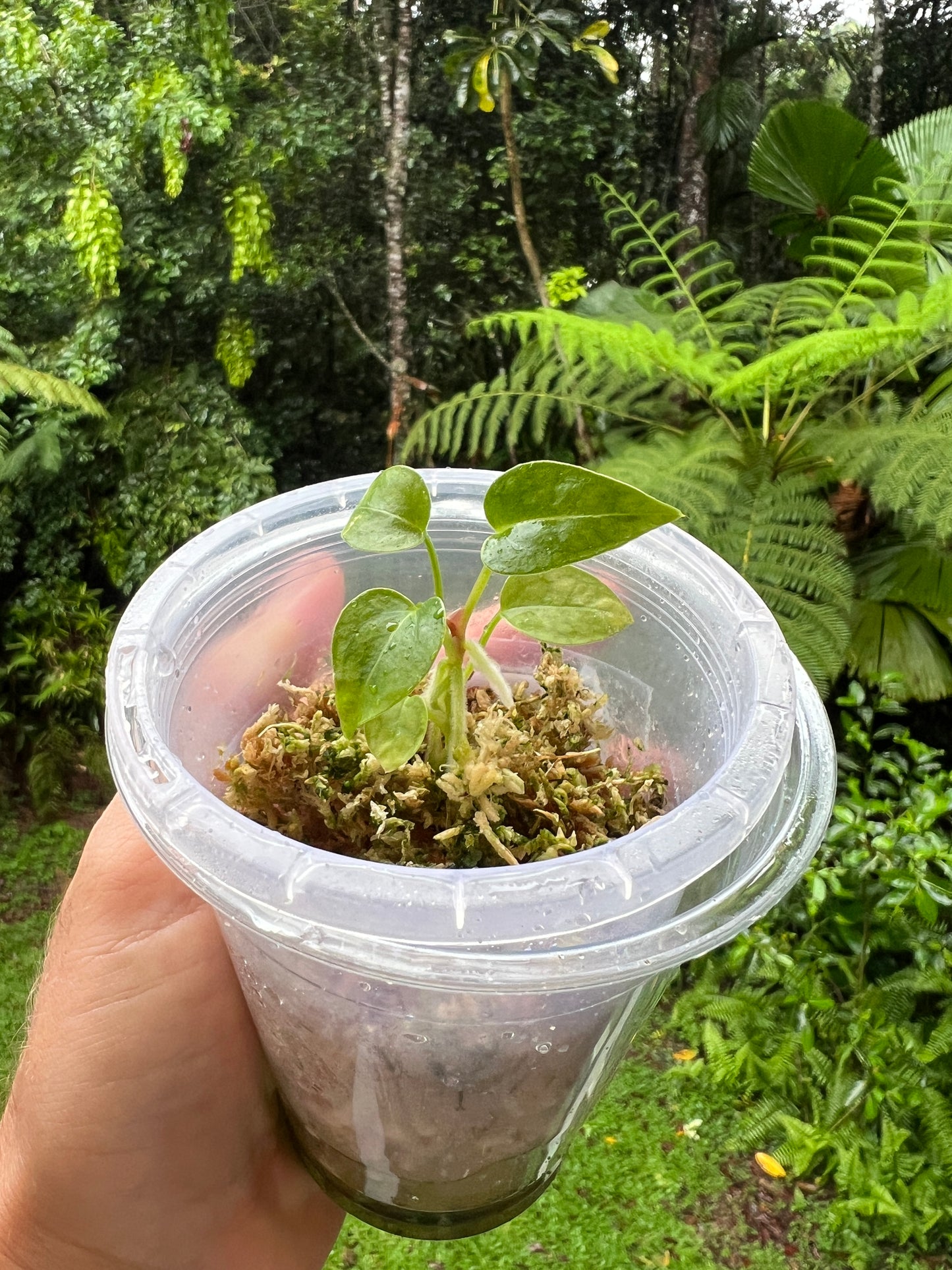 Anthurium RVMB x Unknown x1 Seedling