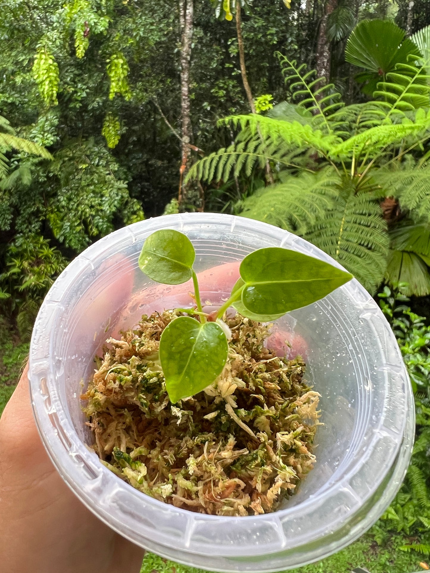 Anthurium RVMB x Unknown x1 Seedling