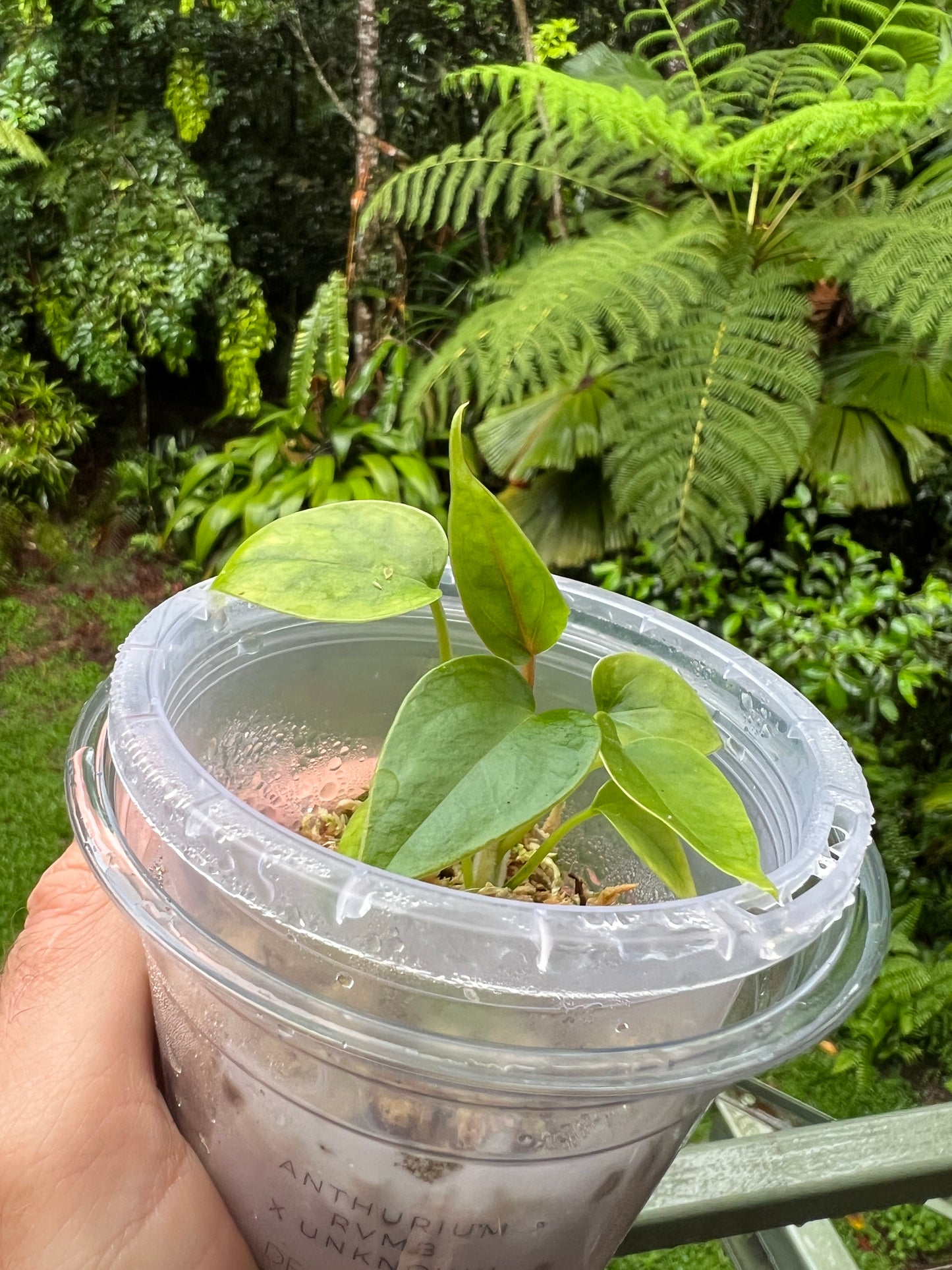 Anthurium RVMB x Unknown x1 Seedling
