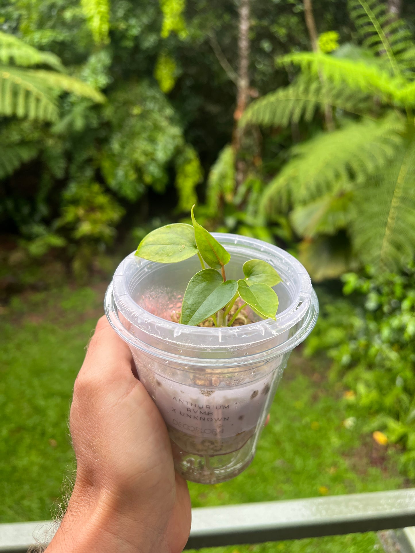 Anthurium RVMB x Unknown x1 Seedling