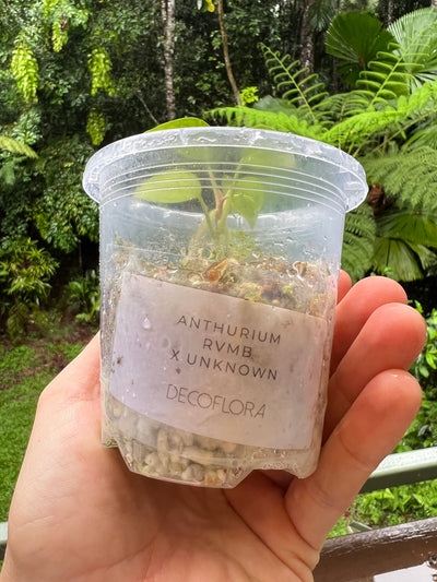Anthurium RVMB x Unknown x1 Seedling
