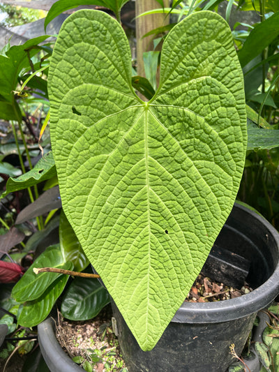 Anthurium Rotolanteum