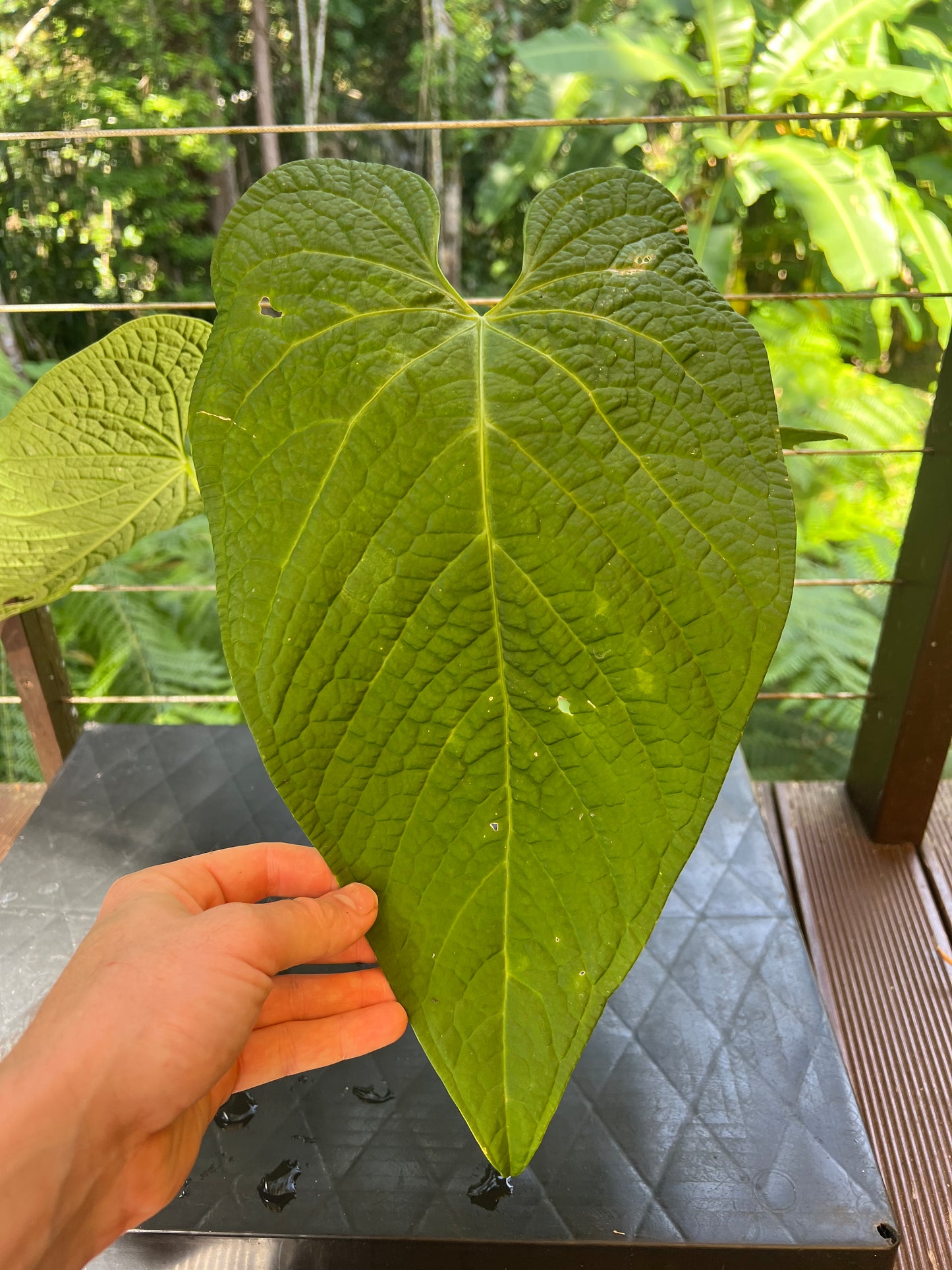 Anthurium Rotolanteum