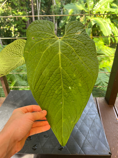 Anthurium Rotolanteum