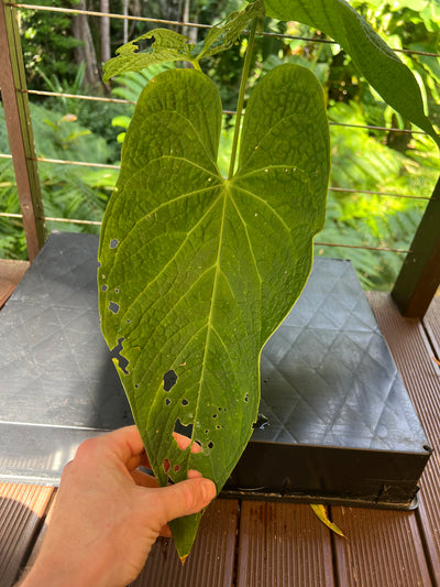 Anthurium Rotolanteum