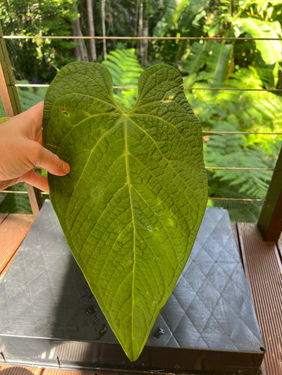Anthurium Rotolanteum