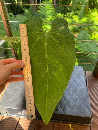 Anthurium Rotolanteum