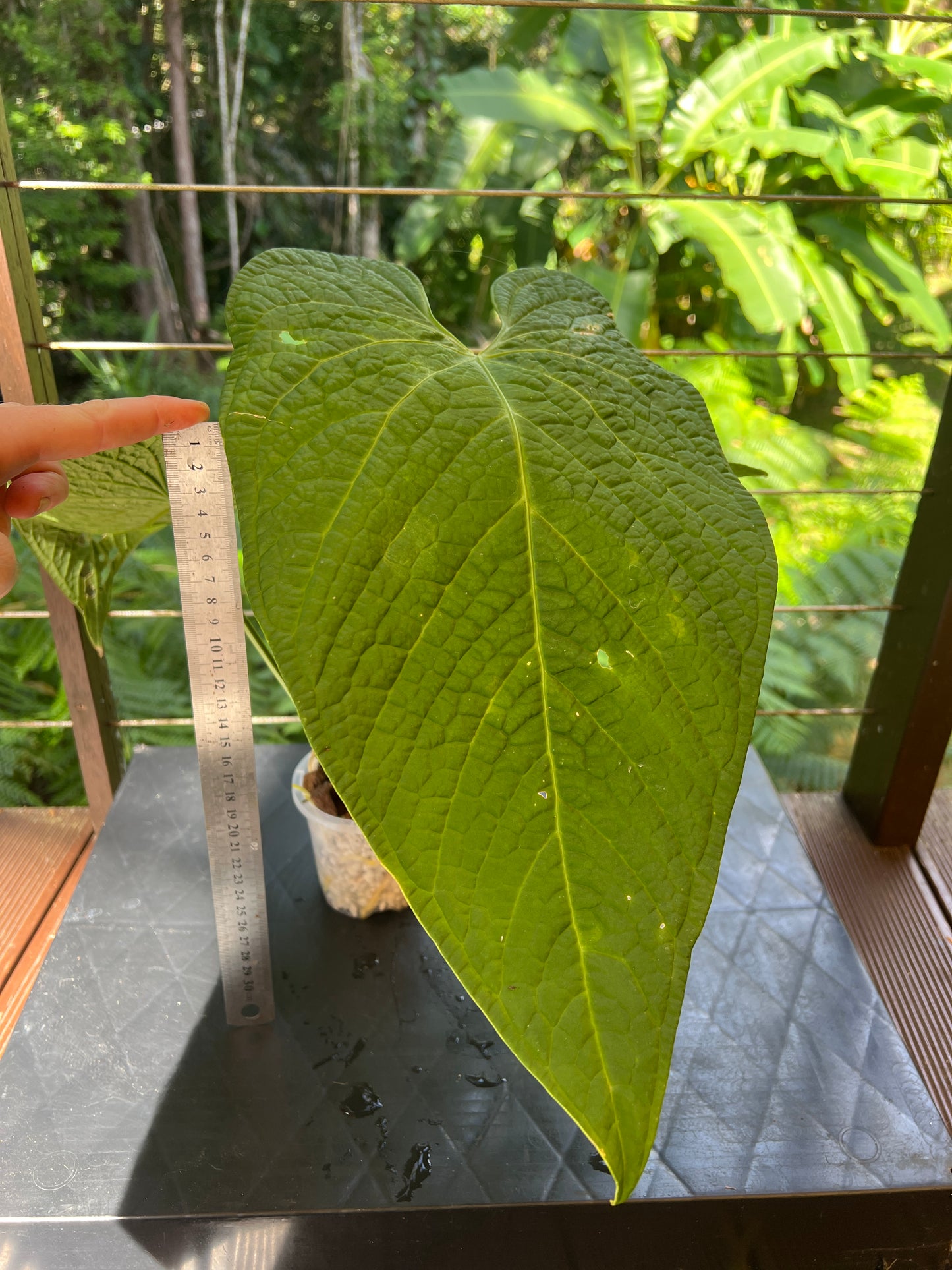 Anthurium Rotolanteum