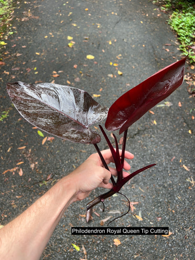 Philodendron Dark Hybrids - Dark Knight and Royal Queen > Cuttings