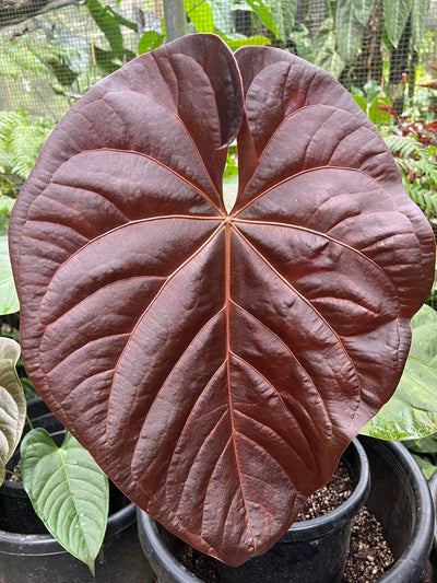 Anthurium Rudy