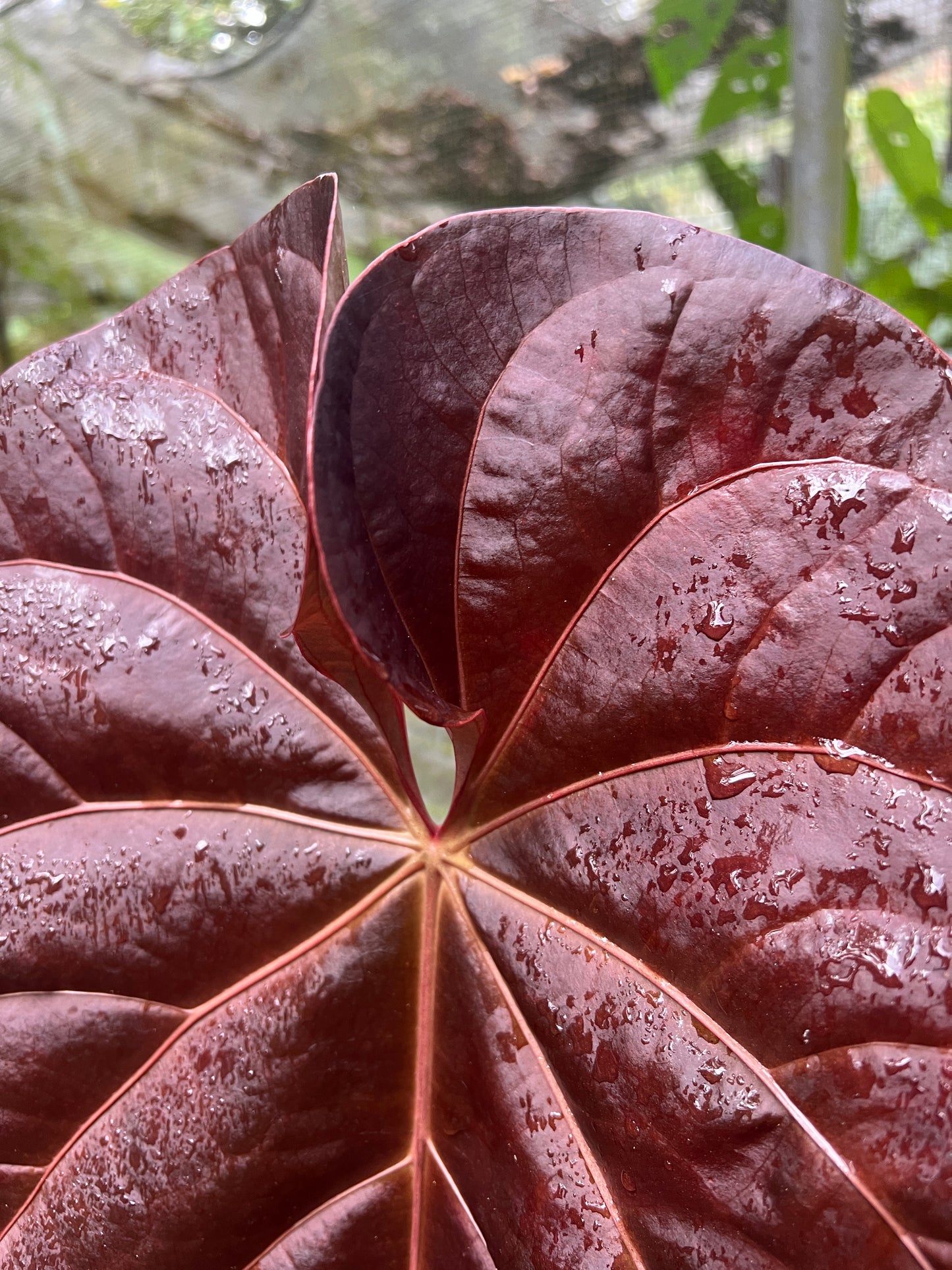 Anthurium Rudy