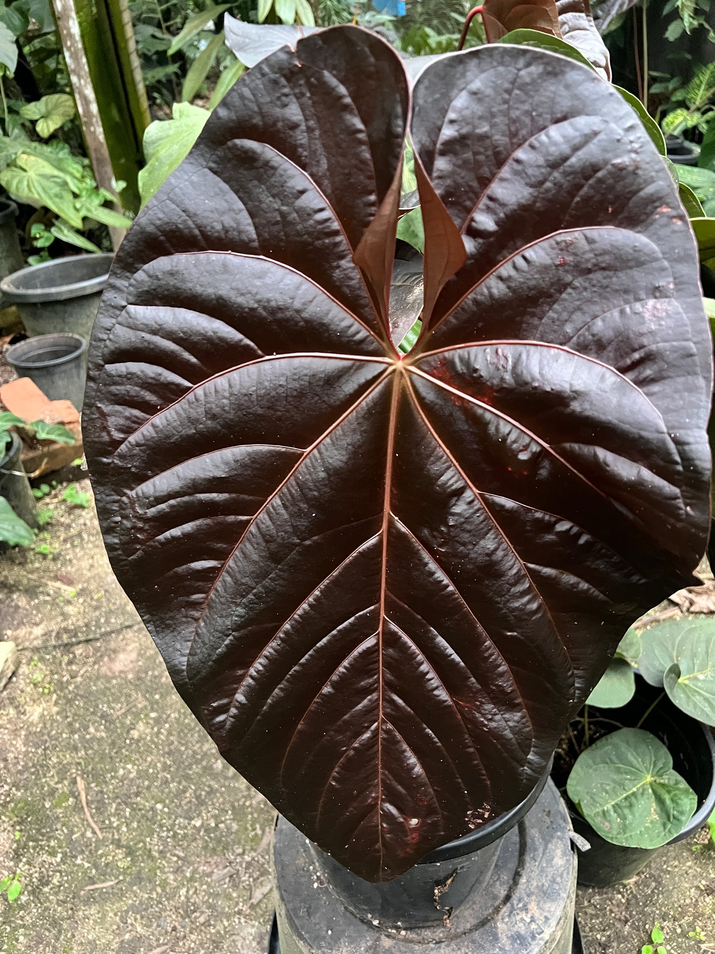 Anthurium Rudy