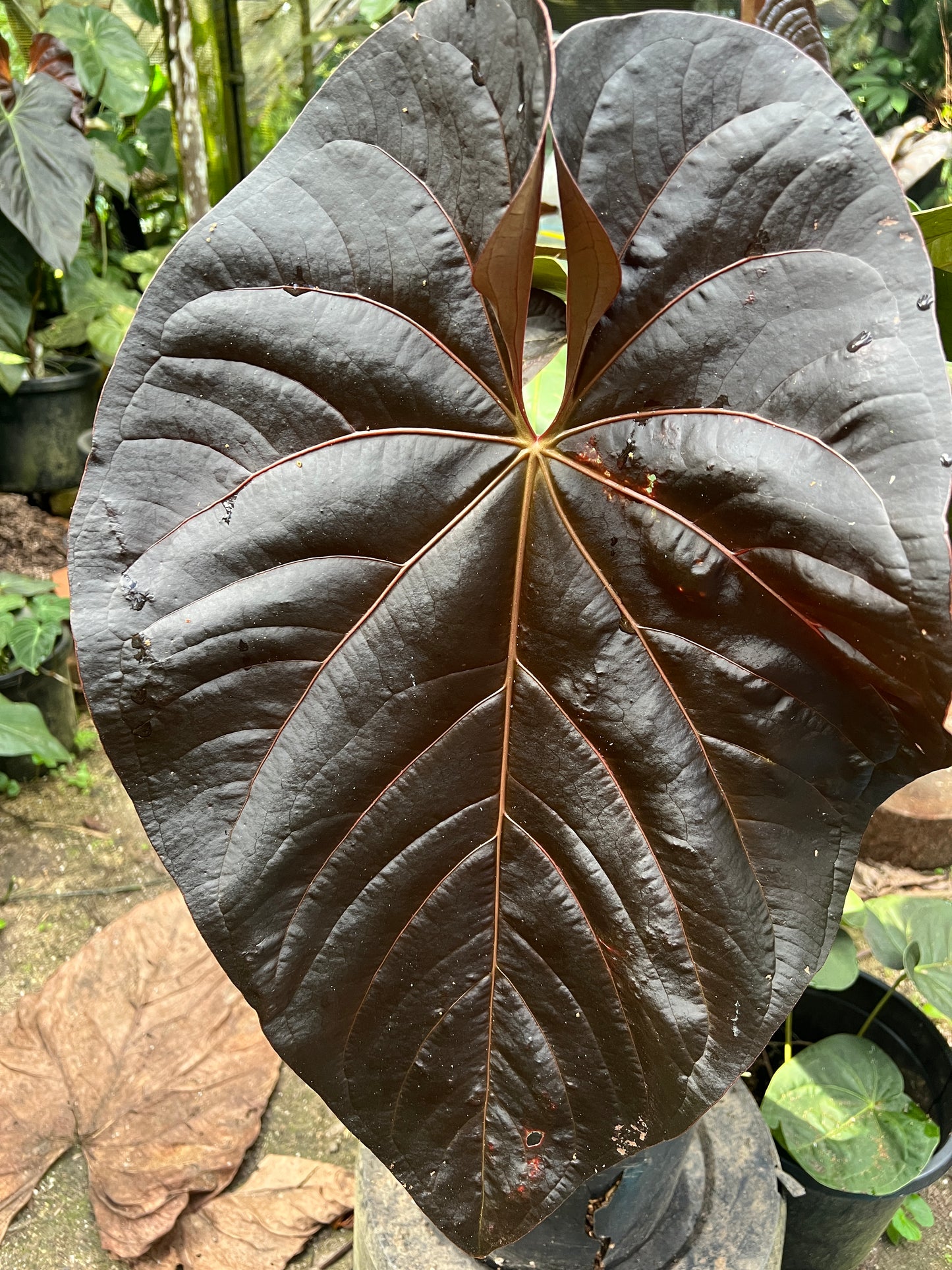 Anthurium Rudy