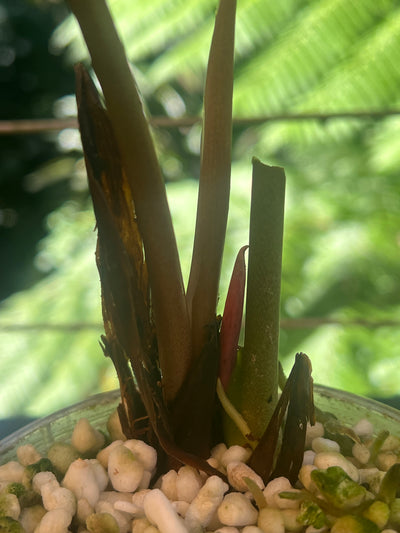 Anthurium Rudy