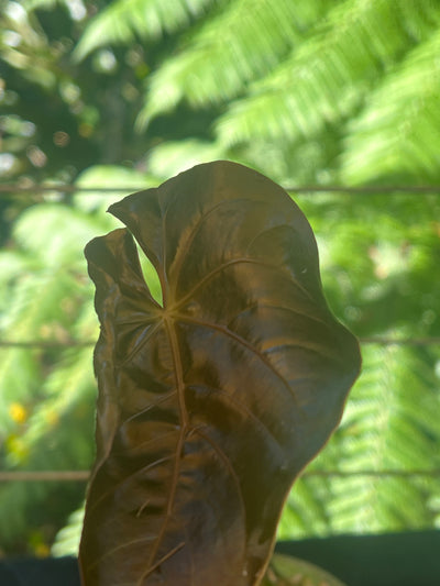 Anthurium Rudy